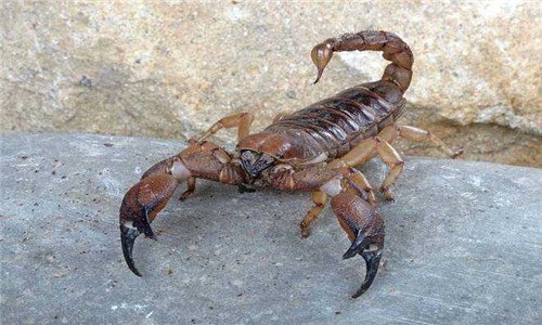 蝎子吃什么食物 蝎子吃什么食物,蝎子吃什么东西