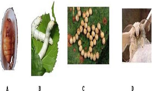 家蚕和蝗虫的生殖和发育的异同点 家蚕和蝗虫的生殖和发育的异同点是