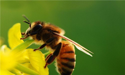 蜜蜂和黄蜂的区别是什么 蜜蜂和黄蜂的区别是什么图片