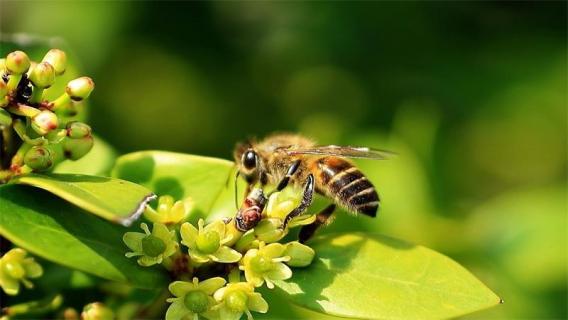 蜜蜂属于昆虫类吗 蜜蜂是不是昆虫类的动物