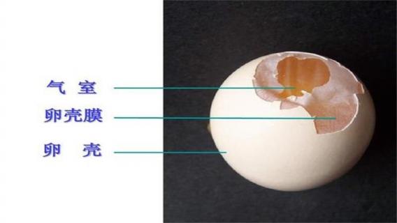 鸡的卵细胞是什么构成的（鸡的卵细胞是什么构成的细胞）