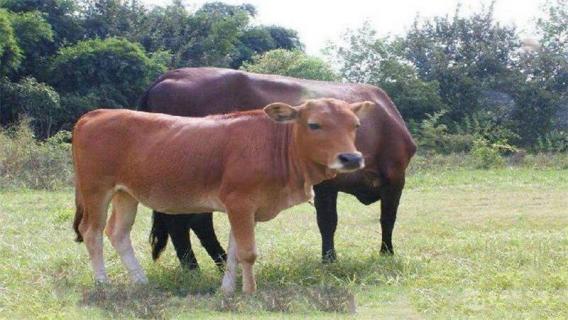牛为什么称为反刍动物（为什么牛会称为反刍动物）