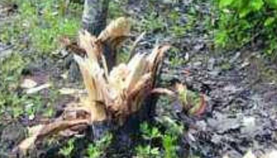 树被砍成树桩还能长吗 动物森友会树被砍成树桩还能长吗