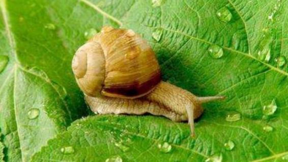 蜗牛对植物的生长有影响吗（蜗牛对植物的生长有影响吗作文）