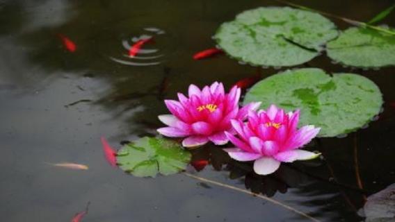 没有根的花怎么养活 没有根的花怎么养活康乃馨