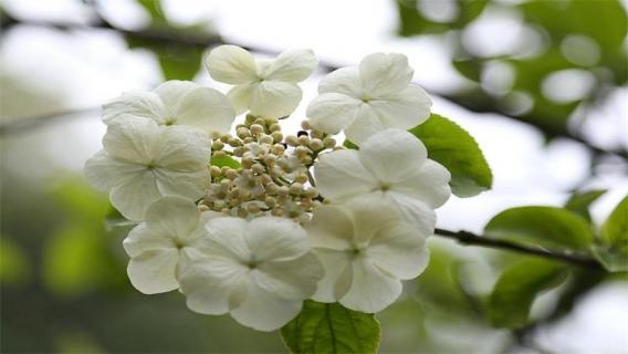 琼花和天目琼花的区别（琼花与天目琼花的区别）