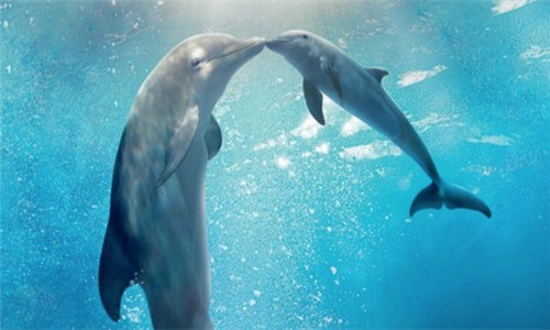 海豚会救人是真的吗 海豚是不是真的会救人
