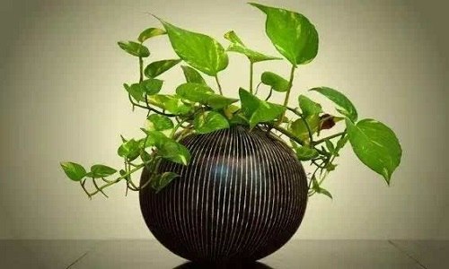 夏天植物嫁接成活率的最高方法（夏季嫁接成活率高吗）