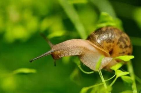 蜗牛有毒吗能养吗 蜗牛有毒吗能养吗视频