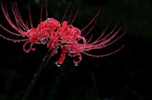 黑色彼岸花花语是什么意思（紫色彼岸花花语,黑色彼岸花的花语）