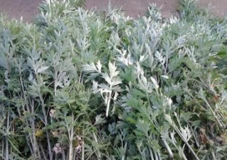 火绳驱蚊是什么草 驱蚊草是什么?