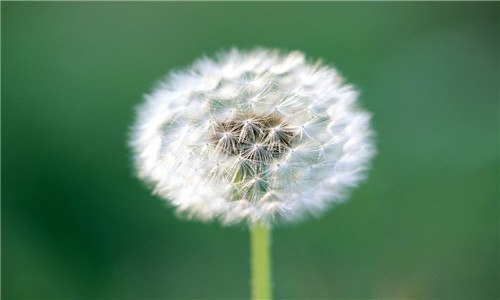 野生蒲公英有几种（野生蒲公英有几种花）