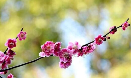 桃花梅花有几个花瓣 桃花梅花有几个花瓣图片