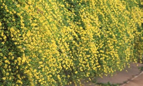 迎春桃花芙蓉都是春天开的花吗 迎春桃花芙蓉都是春天开的花吗对吗