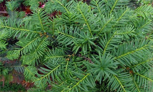 红豆杉是裸子植物吗 红豆杉是裸子植物吗有毒吗