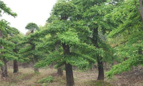 植物的根瘤有什么作用（根瘤是如何形成的,它对植物的生长有什么作用）