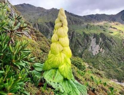 塔黄是保护植物吗（塔黄是保护植物吗视频）