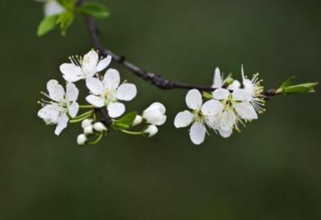 李子花有粉色的吗（李子花有蜜粉吗）