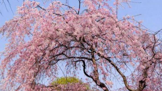 海棠花和樱花的区别（海棠花和樱花的区别图）