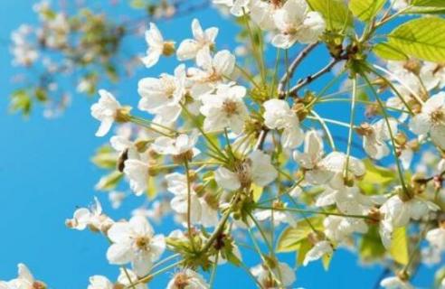 白色樱花和梨花的区别 白色樱花和梨花的区别图片