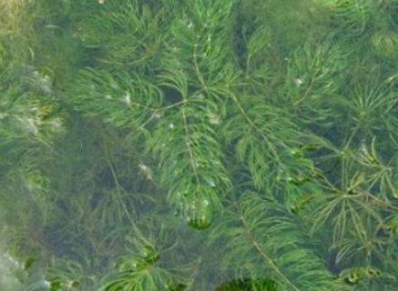 金鱼藻是被子植物还是藻类植物 金鱼藻是什么植物金鱼藻是被子植物