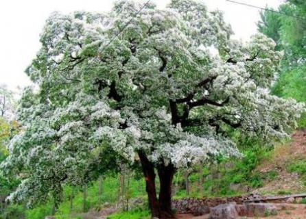 流苏树是什么树 流苏树是什么树开花吗?