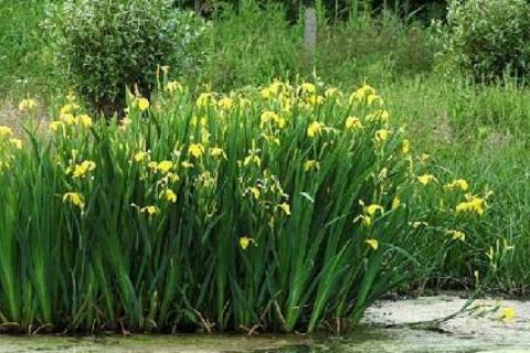 黄菖蒲是水生植物吗（黄菖蒲属于什么植物）