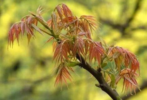 香椿树有钻树虫怎么办（香椿树上的钻心虫怎么治）