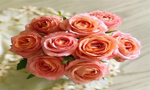 方德玫瑰和普通玫瑰的区别 方德玫瑰和普通玫瑰的区别是什么