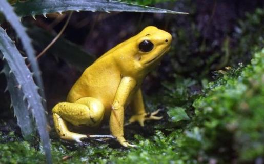 黄色的青蛙是什么品种