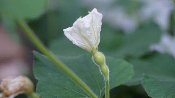 葫芦雄花与雌花的区别（葫芦雄花与雌花的区别是什么）