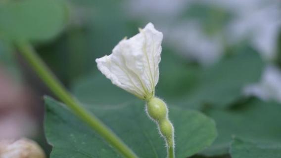 葫芦雌花闭了还能授粉吗（葫芦雄花闭了还能授粉吗）