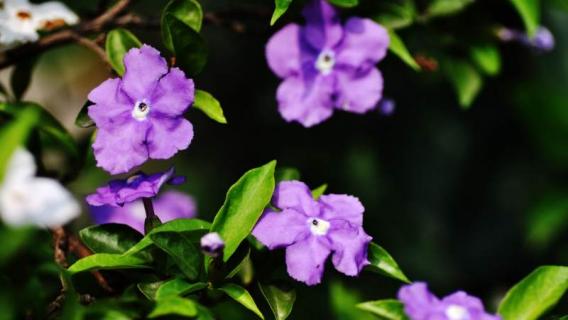紫茉莉和夜来香是一种花吗（紫茉莉和夜来香是一种花吗图片）