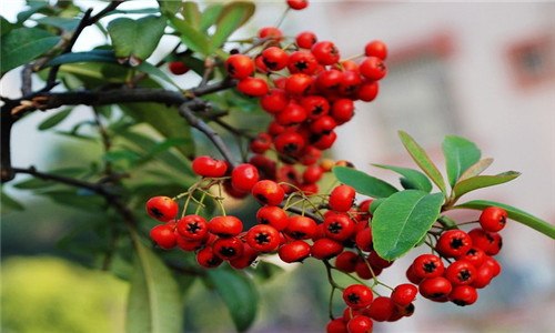 红十月海棠盆景是指什么树（红十月海棠开花图片）