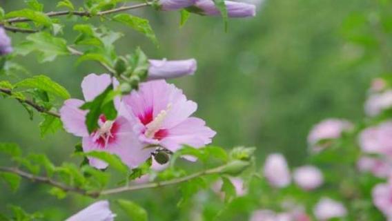 夕颜花与牵牛花的区别（牵牛花是夕颜吗）