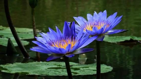 蓝莲花是什么花（蓝莲花是什么花真的有蓝莲花吗）