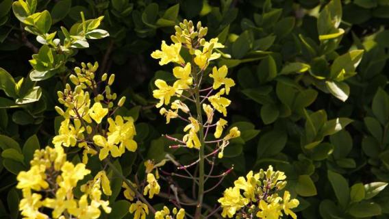 寸金花怎么养（寸金香花怎么养）