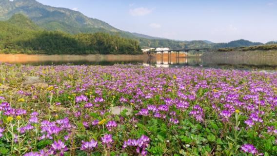 紫英仙株是什么花（紫仙花是什么花）