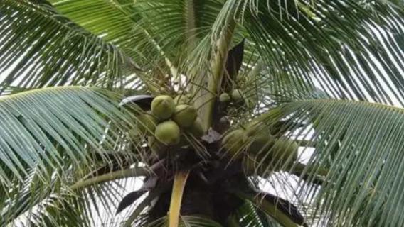 椰子树是常绿树吗 椰子树是常绿树还是落叶树
