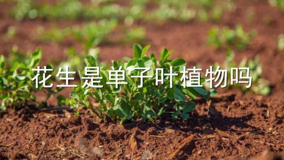 花生是单子叶植物吗（花生是单子叶植物吗图片）