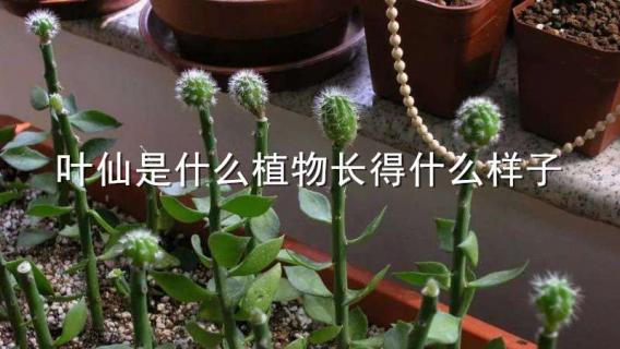 叶仙是什么植物长得什么样子 叶仙是啥植物