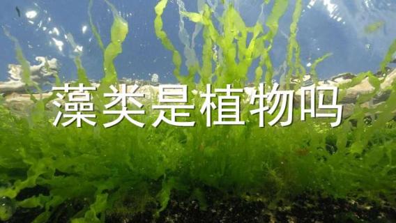 藻类是植物吗（藻类是植物吗?为什么?）