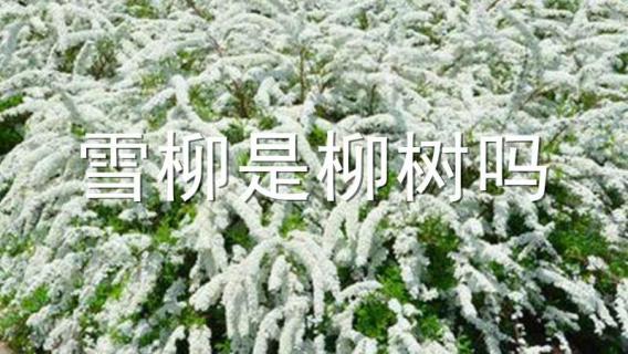 雪柳是柳树吗 雪柳干枝是柳树吗