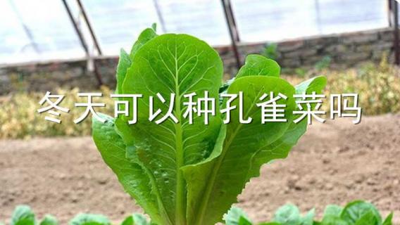 冬天可以种孔雀菜吗（冬天可以种孔雀菜吗北方）