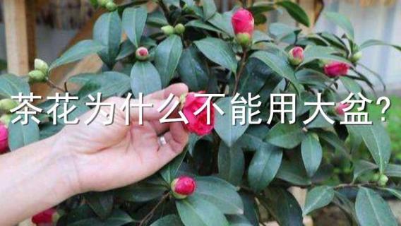 茶花为什么不能用大盆? 茶花为什么不能用深盆