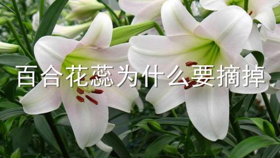 百合花蕊为什么要摘掉（百合为什么把花蕊摘掉）