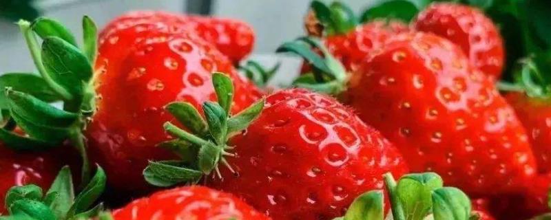 草莓怎么洗，清洗时不要摘果蒂 草莓怎么洗,清洗时不要摘果蒂和草莓