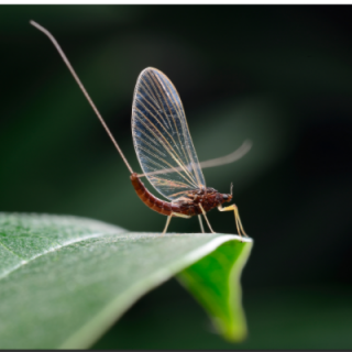 寿命最短的昆虫是什么（寿命极短的昆虫）