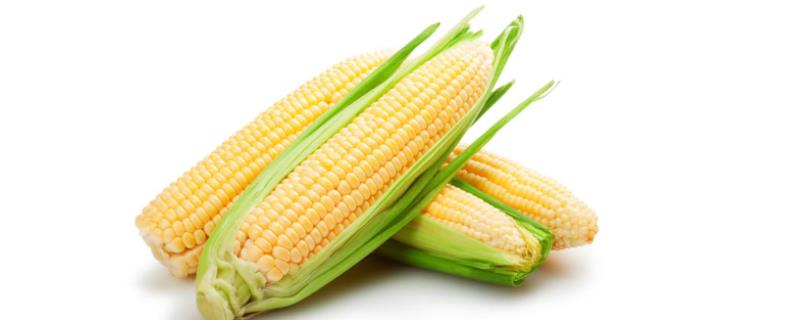 玉米种植怎样防治病虫害 防治玉米病虫害应采取哪些措施