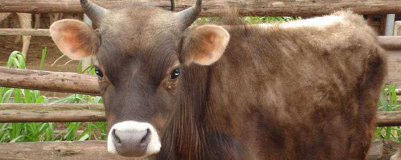 牛红眼病的症状，附预防措施 牛的红眼病怎么治疗